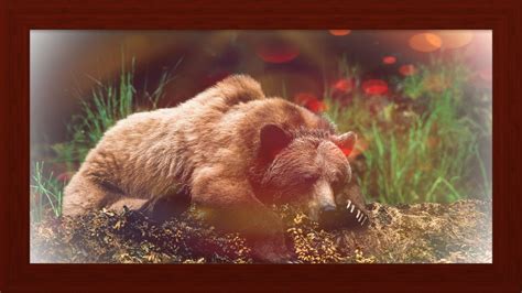 Sleepy Bear Wallpaper - Photoshopped Sleepy Bear, Bear Wallpaper, Brown Bear, Bears, Photoshop ...