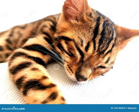 Bengal Cat Kitten Sleeping on a Bed Stock Image - Image of bengalese ...