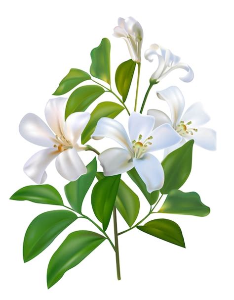 Premium Vector | Sampaguita jusmine white flower and green leaves