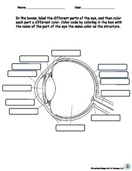 Eye Anatomy | Color, Label, and Learn | The Special Senses | Bonus Video