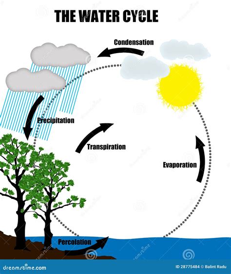 Schematic Representation of the Water Cycle in Nature Stock Vector - Illustration of graphic ...