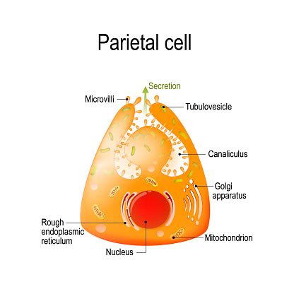 Structure Of A Parietal Cell Stock Illustration - Download Image Now - iStock