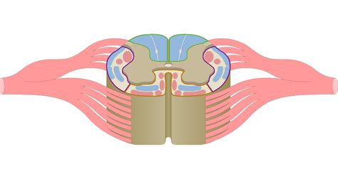 Cranial Nerves - Anatomy and Functions