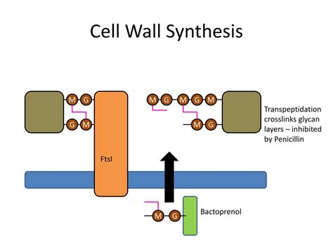 PPT - History of Microbiology PowerPoint Presentation, free download - ID:2238726