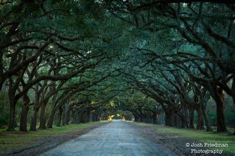 Wormsloe Plantation Photograph Oak Trees Spanish Moss Savannah - Etsy