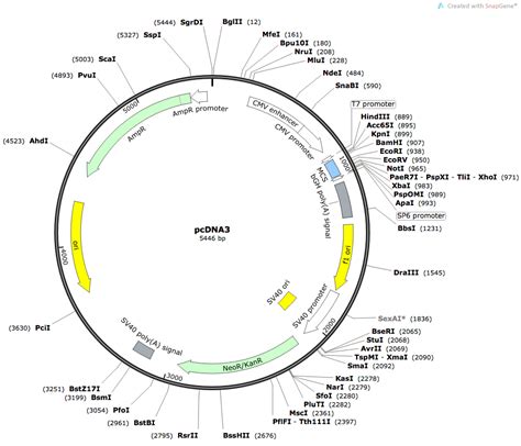 5 Pcdna3.1 Vector Map Flag Images - pcDNA3.1 Vector Sequence, pCMV Flag Vector and pcDNA3 Vector ...