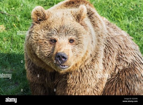 Brown Bear eye to eye Stock Photo - Alamy