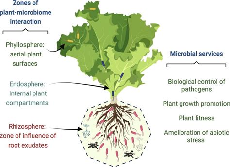 How plants recruit their microbiome? New insights into beneficial interactions. - Abstract ...