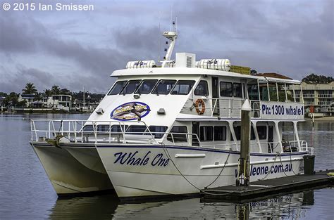 A passion for birds...: Mooloolaba Whale Watching