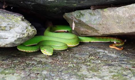 Tree Viper (Bamboo Viper) Pictures - AZ Animals