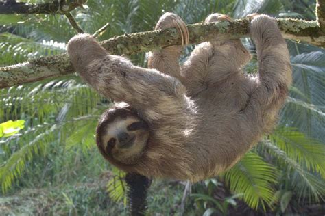 Sloth Species WWF, 42% OFF | www.elevate.in