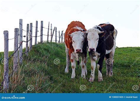 Two Pretty Young Simmental Cows with Horns Stock Image - Image of female, horns: 130037455