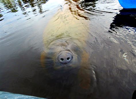 The Time We Kayaked With Manatees - Mapping Megan