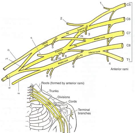 Nerves diagram 1 Diagram | Quizlet