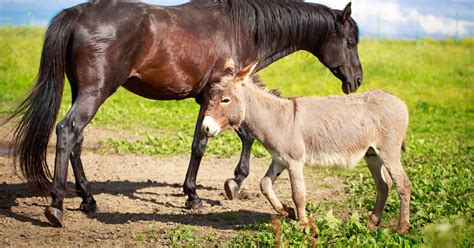 How To Differentiate Between A Donkey Horse And A Mule