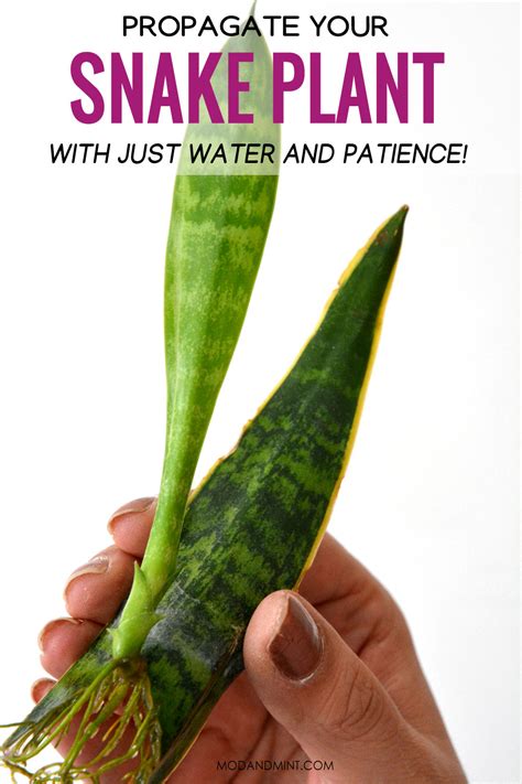 Sansevieria Snake Plant Propagation Tips