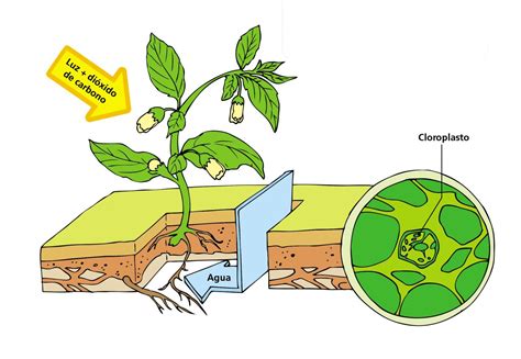 Que Es La Fotosintesis Abc Fichas | Images and Photos finder