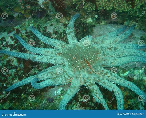 Sunflower starfish stock photo. Image of monterey, starfish - 5276202