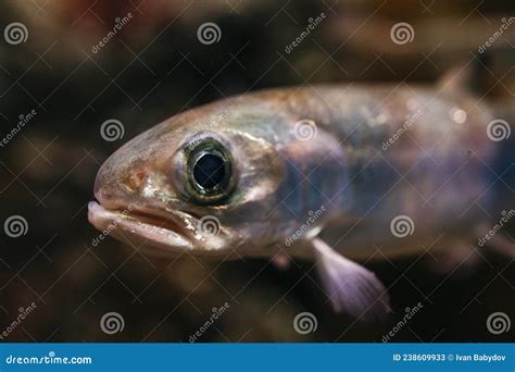 Portrait of Freshwater Fish in the River Stock Image - Image of fish ...