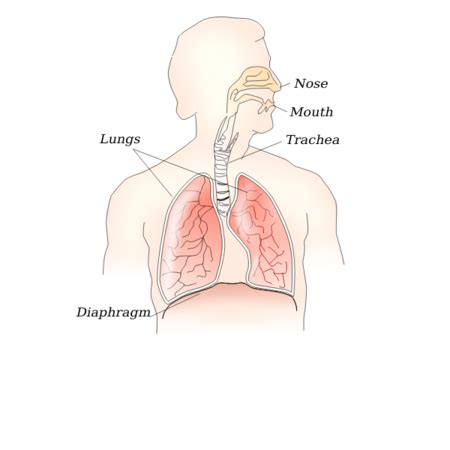 Pharynx vs. Larynx | Overview, Definition & Divisions - Video & Lesson Transcript | Study.com