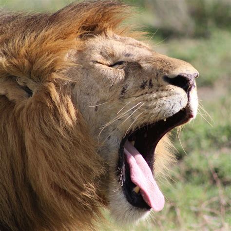 Lion King @ Serengeti National Park | Serengeti national park, Animals, Serengeti