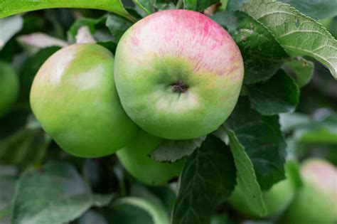 Early Harvest Apple Tree: Care and Growing Guide