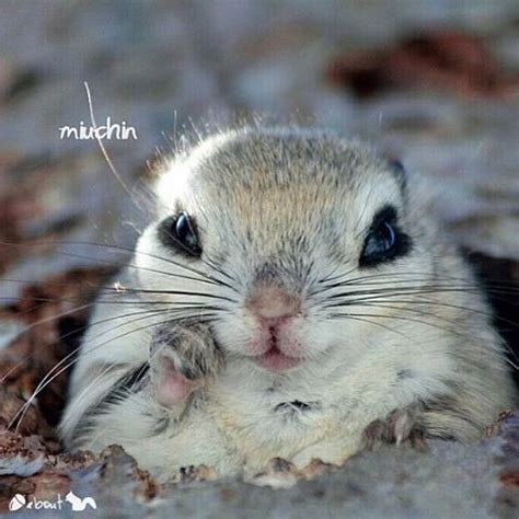 a close up of a small rodent laying on the ground with its eyes open