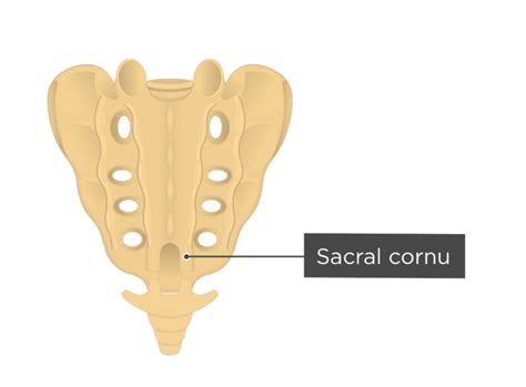 Sacrum and Coccyx Anatomy | GetBodySmart