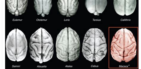 Brain Complexity vs. Brain Size in Primate Evolution