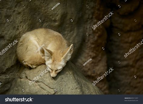 Sleeping Fennec Fox Fennec Fox Sleeping Stock Photo 85511257 - Shutterstock