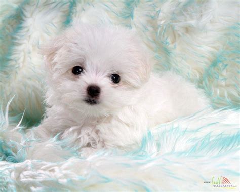 Baby Dog Wallpapers - Wallpaper Cave