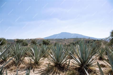 Premium Photo | Agave field for Tequila production Jalisco Mexico