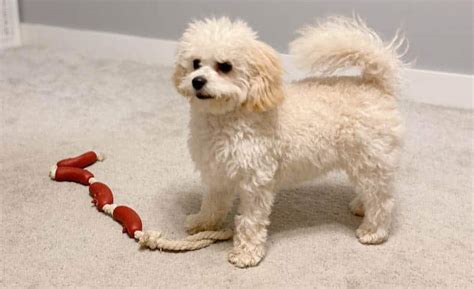 Adopt a Cavachon from Rescue Organizations and Shelter | Puppies Club