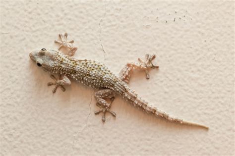 Common House Gecko Facts | Other People's Pets