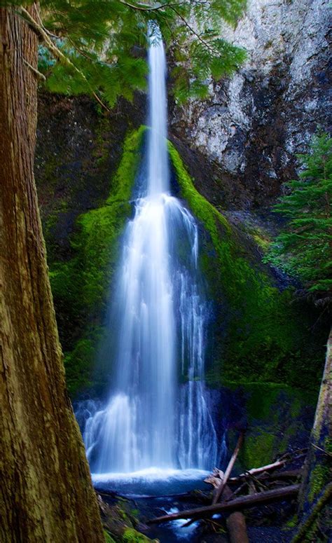 Marymere Falls « Olympic Peninsula Waterfall Trail | National parks, Waterfall trail, Waterfall