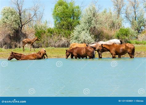 Horse, Equine, Nag, Hoss, Hack, Dobbin Stock Image - Image of cute, equine: 121103801