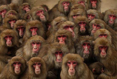 Japanese macaque monkeys huddle together in a group to protect themselves against the cold ...