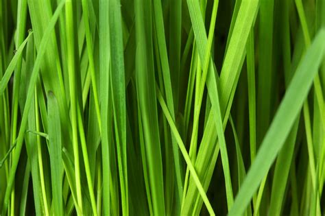 Grass Background Free Stock Photo - Public Domain Pictures