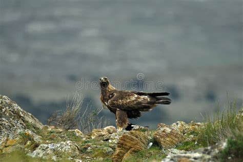 Golden Eagle in the Hunting Field Stock Photo - Image of eats, genet ...