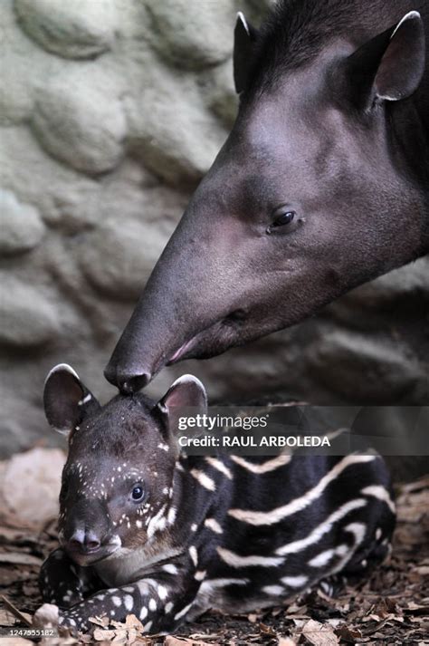 A Danta born in captivity twenty days, rests next to its mother at ...