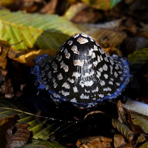 black mushroom: zegrea: Galleries: Digital Photography Review : Digital ...