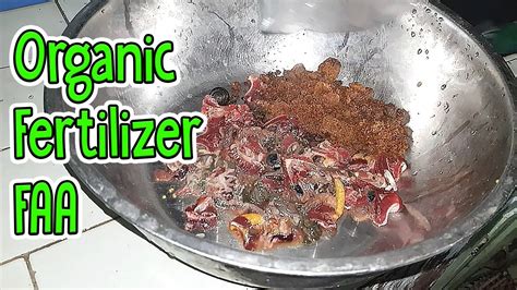 How to make Fish Amino Acid (FAA) Organic Fertilizer - YouTube