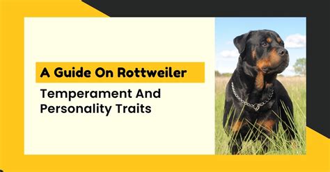 A Guide On Rottweiler Temperament And Personality Traits