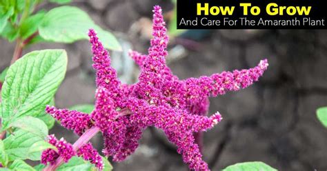 Amaranth Plant Care: Tips On Growing The Amaranth Plant