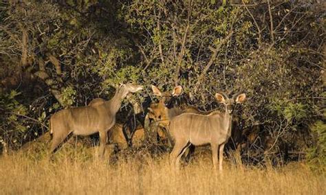 Kudu - Mammals - South Africa