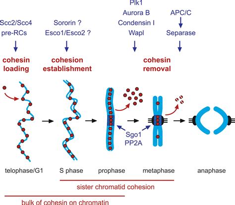 The cohesin complex and its roles in chromosome biology