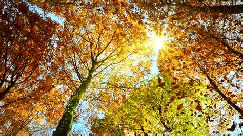 1,000+ Free Autumn & Nature Videos, HD & 4K Clips - Pixabay