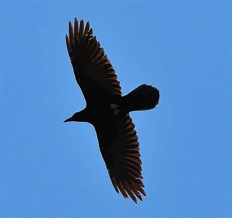 Birds of the World: Chihuahuan raven