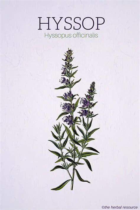 Hyssop Herb Uses, Side Effects and Benefits