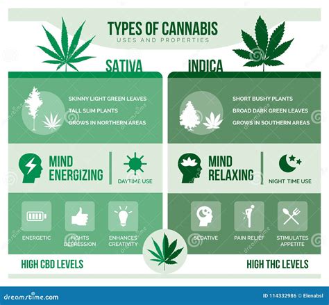 Cannabis Sativa and Cannabis Indica Health Benefits Stock Vector ...